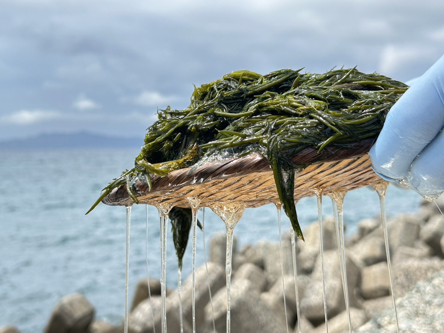 海の恵み、宗像のあかもく
